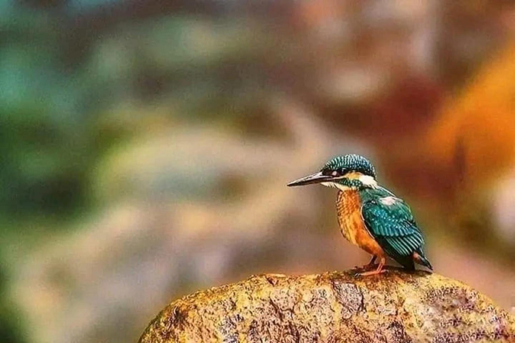 Sigiri Birds Hostel Sigiriya Eksteriør billede