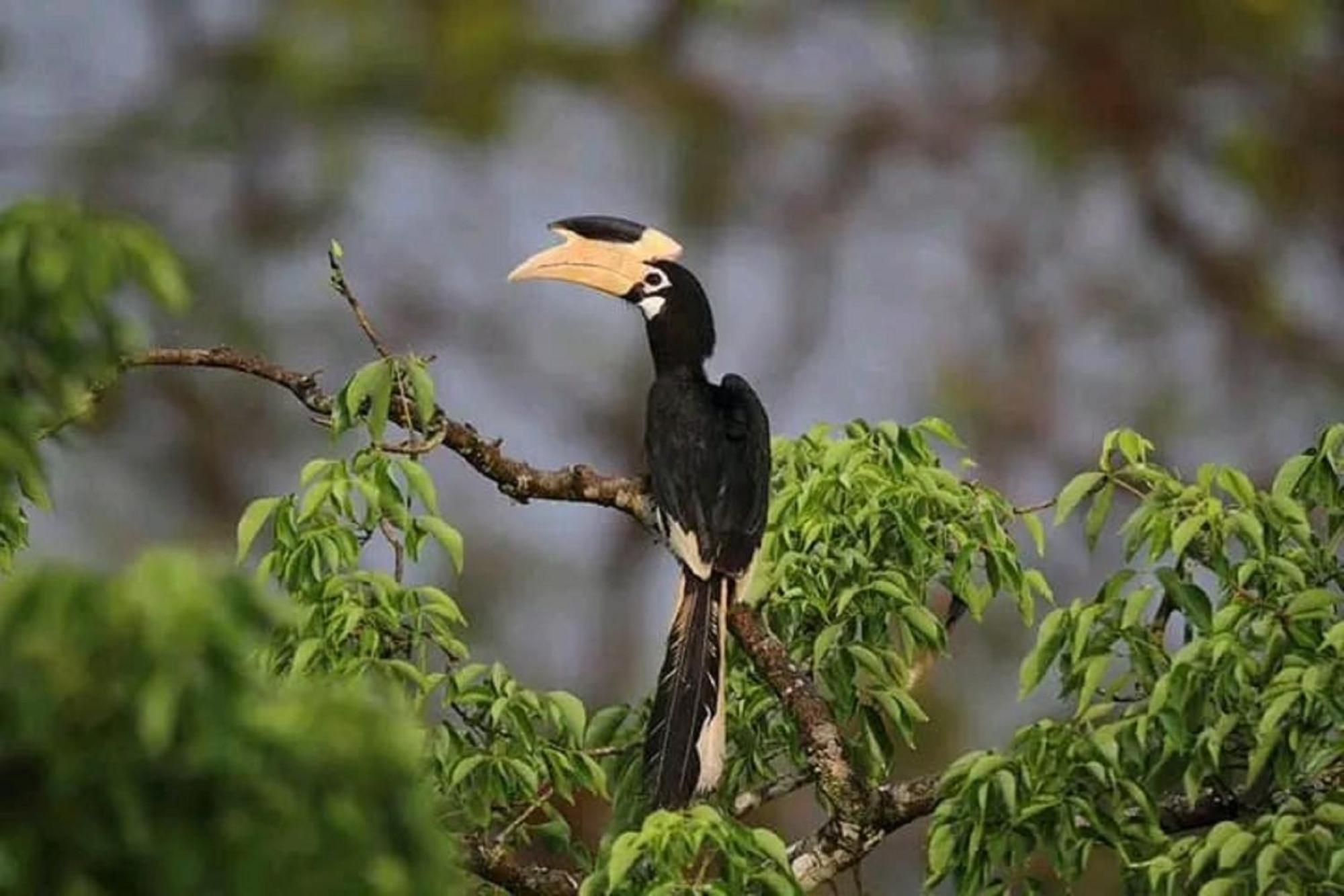 Sigiri Birds Hostel Sigiriya Eksteriør billede