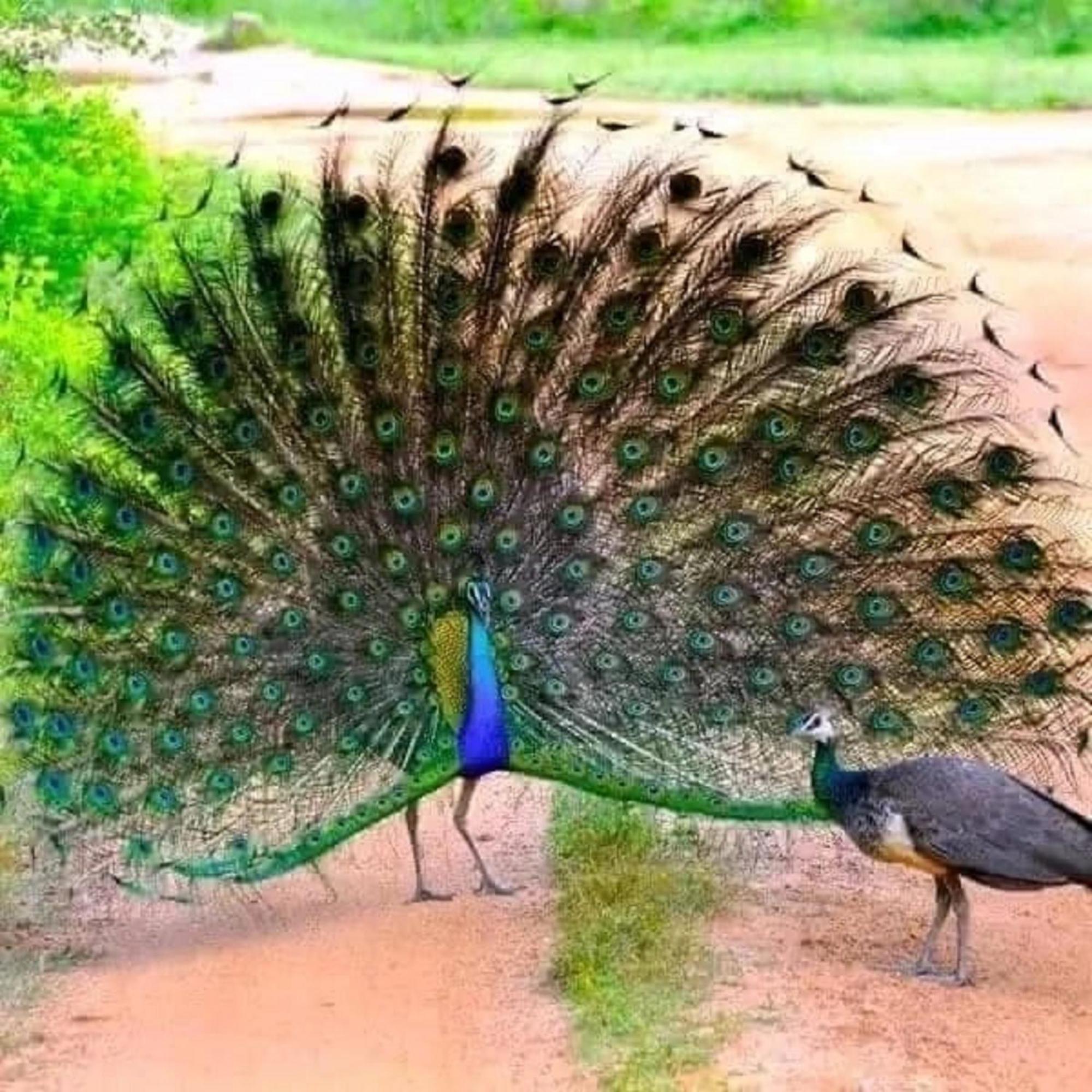 Sigiri Birds Hostel Sigiriya Eksteriør billede
